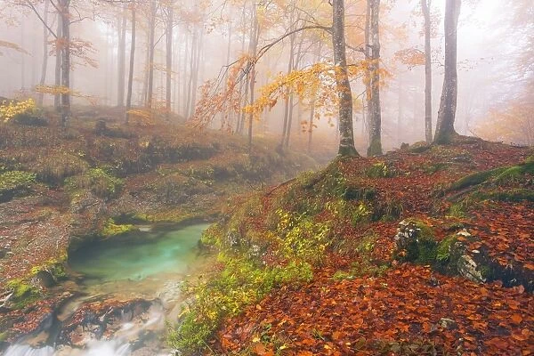 Italy, Friuli Venezia Giulia, Valley Arzino in autumn