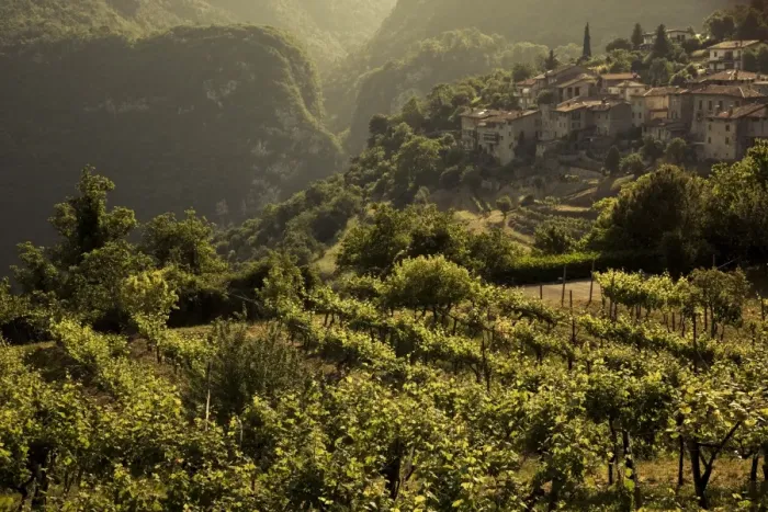 Framed Print : Italy, Lombardy, Lake District, Lake Garda, Tremosine Plateau, Sermerio, vineyards Framed Print : Italy, Lombardy, Lake District, Lake Garda, Tremosine Plateau, Sermerio, vineyards