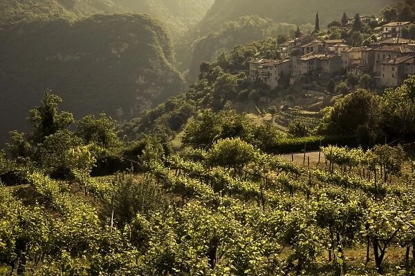 Italy, Lombardy, Lake District, Lake Garda, Tremosine Plateau, Sermerio, vineyards