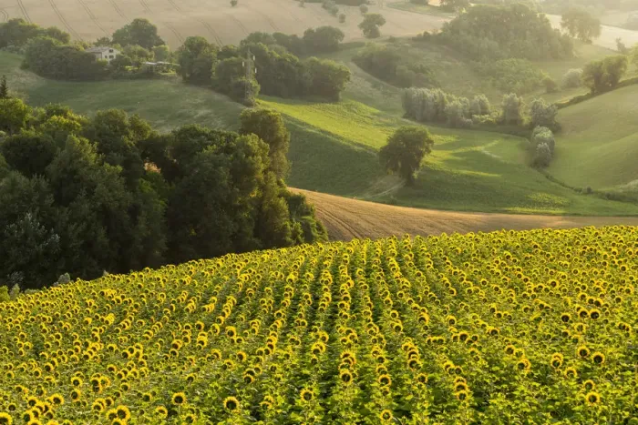 Framed Print : Italy, Marche. Macerata district. Corridonia. Sunflower field near Corridonia Village Framed Print : Italy, Marche. Macerata district. Corridonia. Sunflower field near Corridonia Village