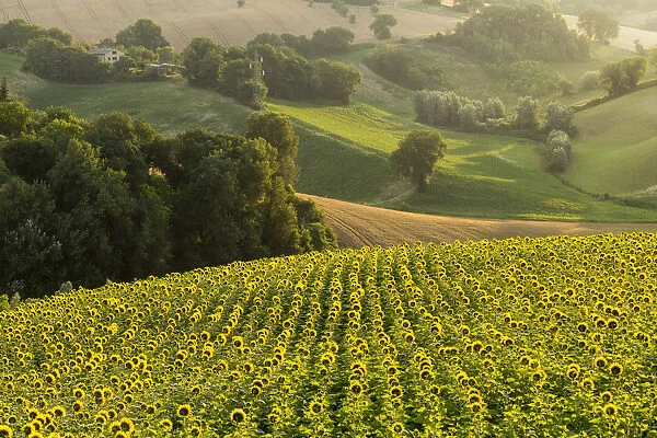 Italy, Marche. Macerata district. Corridonia. Sunflower field near Corridonia Village