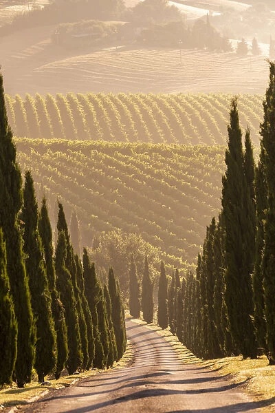 Italy, Marche. Macerata district. Urbisglia. Typical Marche landscape near Urbisaglia