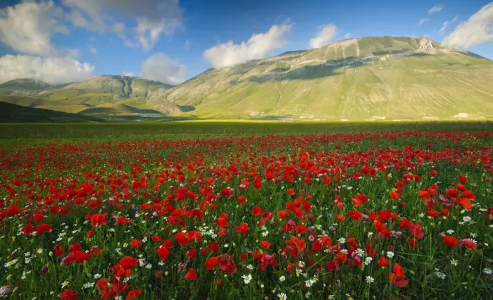 Framed Print : Italy, Marche, Sibillini National Park, plain of Castelluccio di Norcia Framed Print : Italy, Marche, Sibillini National Park, plain of Castelluccio di Norcia