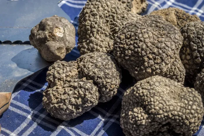 Framed Print : italy, Piedmont, black summer truffles Framed Print : italy, Piedmont, black summer truffles