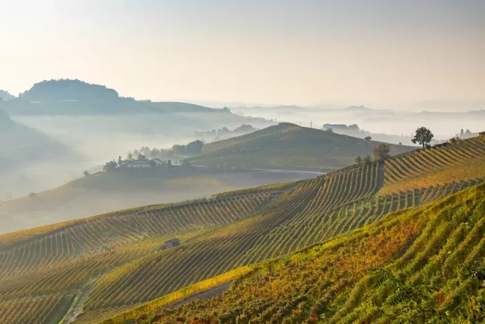Framed Print : Italy, Piedmont, Cuneo District, Barolo, vineyards in the autumn