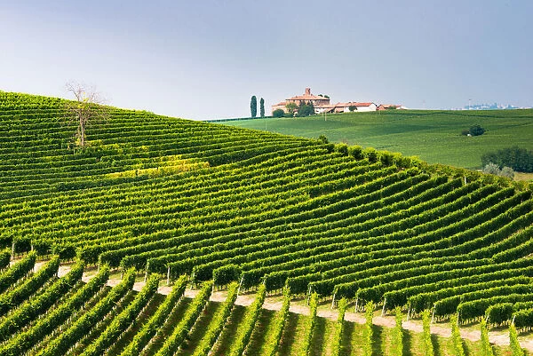 Italy, Piedmont, Cuneo district, Langhe, the castle of Volta and the vineyards of Barolo