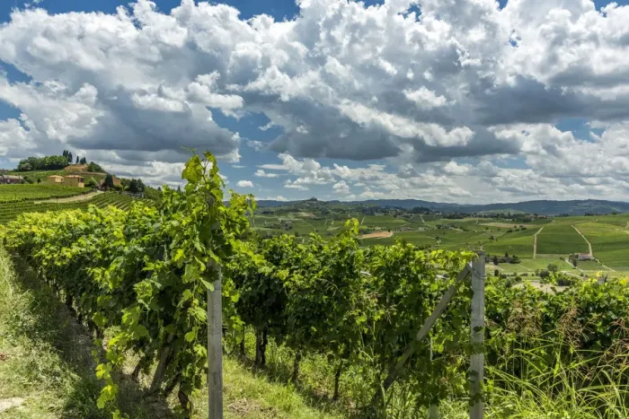 Framed Print : italy, Piedmont, the monferrato hills near to Costigliole D asti with vineyards Framed Print : italy, Piedmont, the monferrato hills near to Costigliole D asti with vineyards