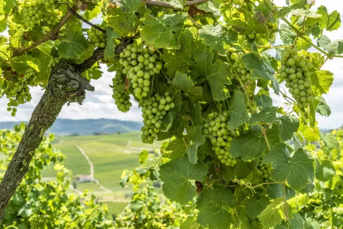 Framed Print : italy, Piedmont, the monferrato hills seen through the vines Framed Print : italy, Piedmont, the monferrato hills seen through the vines