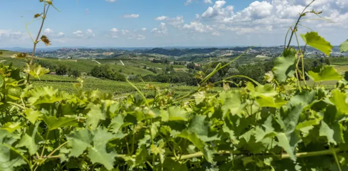 Framed Print : italy, Piedmont, the monferrato hills seen through the vines Framed Print : italy, Piedmont, the monferrato hills seen through the vines