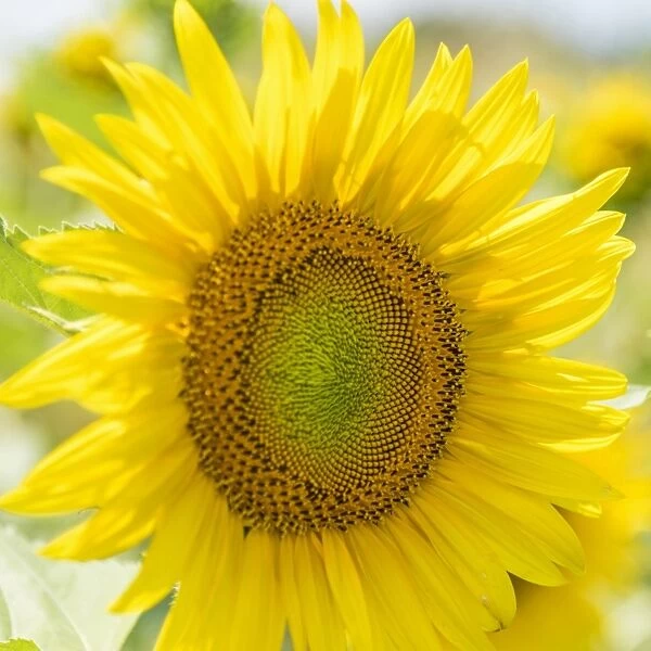 Italy, Piedmont, a sunflower