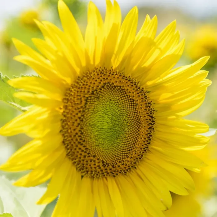 Framed Print : Italy, Piedmont, a sunflower Framed Print : Italy, Piedmont, a sunflower