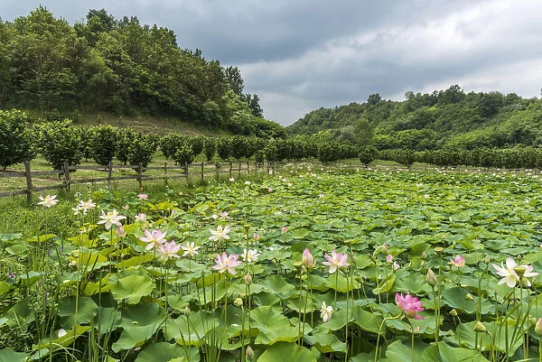 Italy, Piedmont, Vezza d Alba, a lotus pond