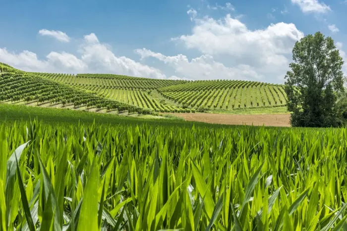 Framed Print : Italy, Piedmont, vineyards and mais fields near to Cella Monte Framed Print : Italy, Piedmont, vineyards and mais fields near to Cella Monte