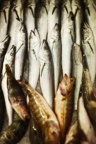 Italy, Puglia, Lecce district, Salentine Peninsula, Salento, Gallipoli. fish market
