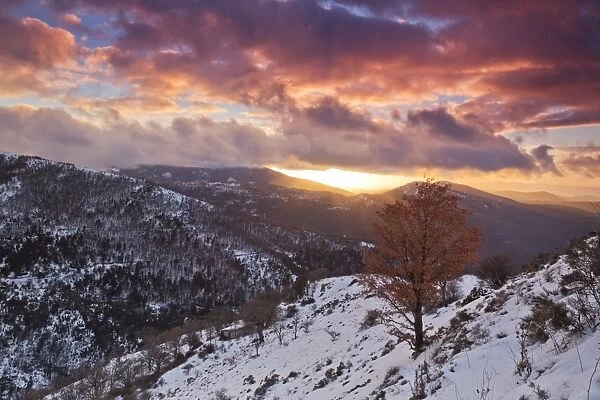 Italy, Sardinia, A spectacular sunset illuminates a lonely tree in the mountain range