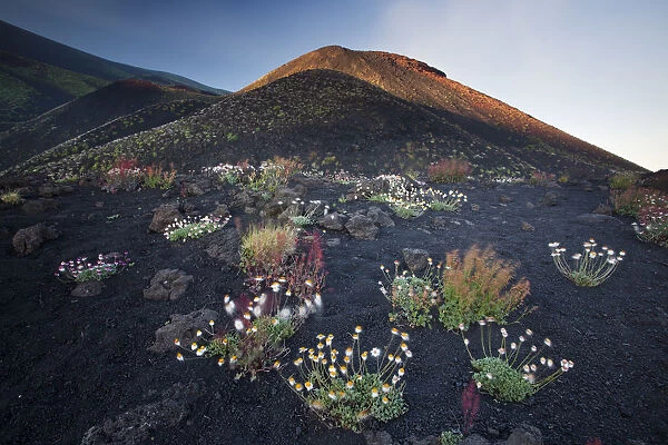 Italy, Sicily, Mt. Etna, Blooming of mountain vegetation on Etna