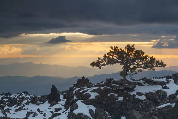 Italy, Sicily, pine tree which grew up in the ancient lava on the western slopes of Etna