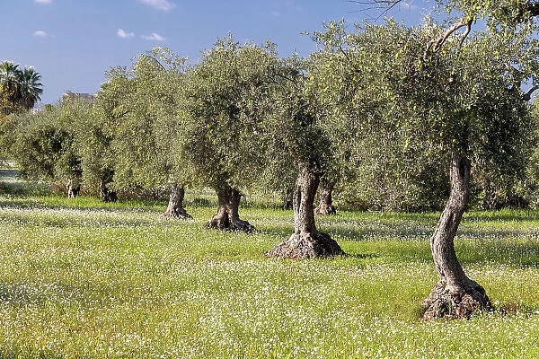 Italy, Sicily, Ragusa, an olive orchard with white flowers
