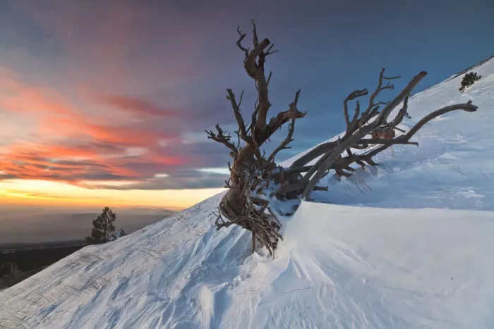 Framed Print : Italy, Sicily, the skeleton of a pine tree on the snowy slopes of Monte Nero degli Framed Print : Italy, Sicily, the skeleton of a pine tree on the snowy slopes of Monte Nero degli