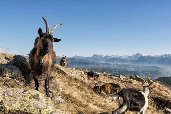 italy, trentino alto adige, herd of goats graze on Luco mount