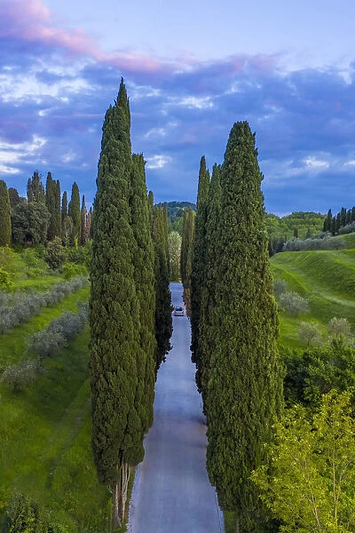 Italy, Tusany, Cypress Trees near Montepulciano