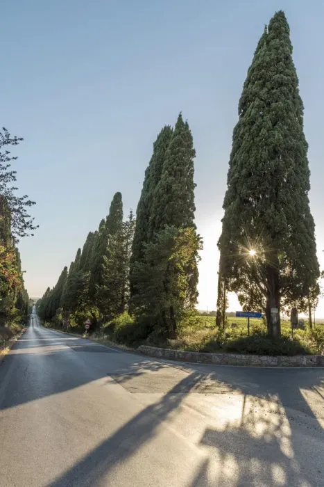 Framed Print : Italy, Tuscany, the Alley of Cypresses near to Bolgheri
