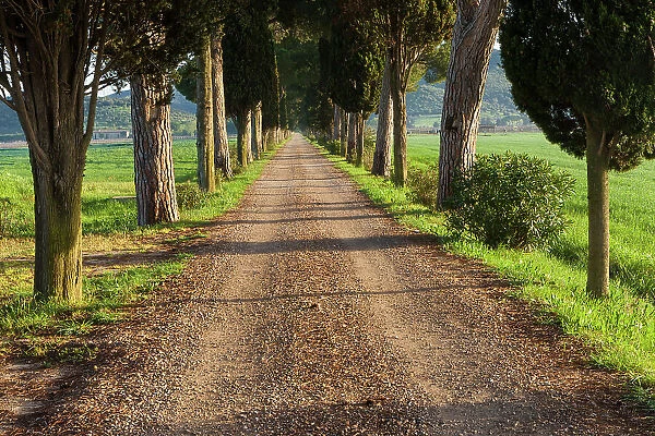 Italy, Tuscany, Badiola farmhaus, near Castiglione della Pescaia, avenue