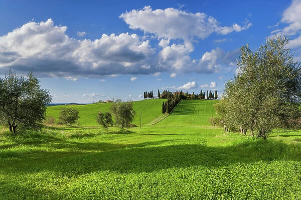 Italy, Tuscany, Crete landscape, estate near San Quirico d Orcia, olive trees