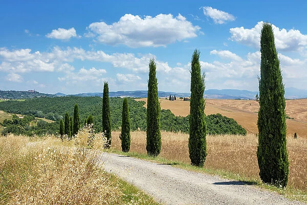 Italy, Tuscany, Crete landscape, avenue near Poderino estate, cyptresses