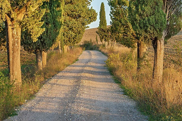 Italy, Tuscany, Crete landscape, avenue near Monticchiello village