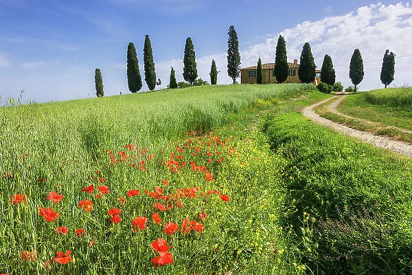 Italy, Tuscany, Crete landscape, estate near Pienza town