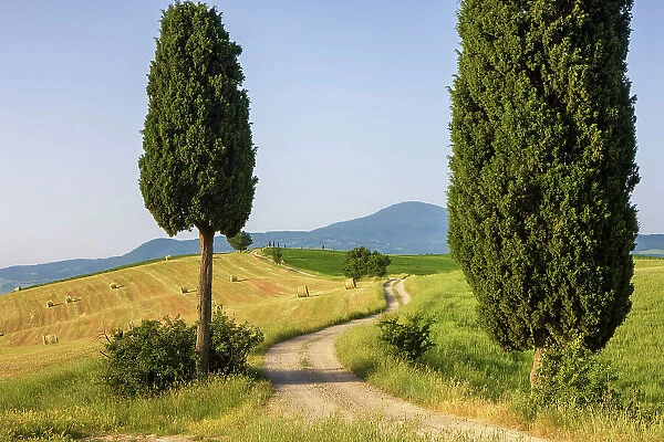 Italy, Tuscany, Crete landscape, near Terrapille estate, near Pienza town, cypresses