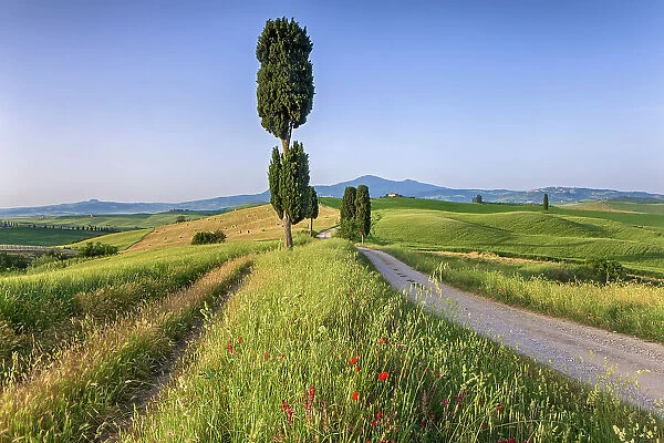 Italy, Tuscany, Crete landscape, near Terrapille estate, near Pienza town, cypresses