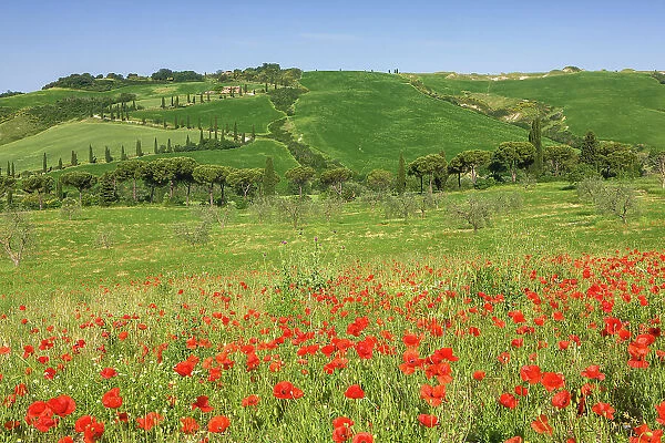 Italy, Tuscany, Crete landscape, poppy field, near Chianciano Terme