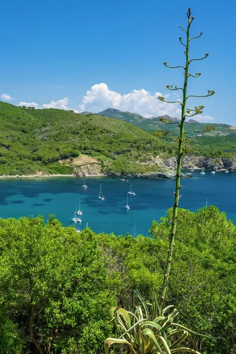 Framed Print : Italy, Tuscany, Elba. The view of the bay of Margidore near to Lacona seen from the footpath that leads to Capo Stella Framed Print : Italy, Tuscany, Elba. The view of the bay of Margidore near to Lacona seen from the footpath that leads to Capo Stella
