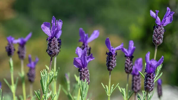 Italy, Tuscany, Elba. Wild lavender on a footpath