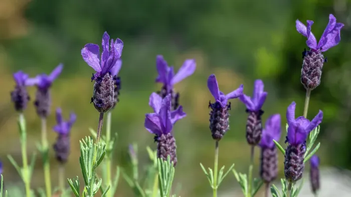 Framed Print : Italy, Tuscany, Elba. Wild lavender on a footpath