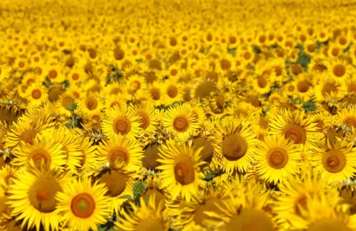 Framed Print : Italy, Tuscany; Field of blooming sunflowers