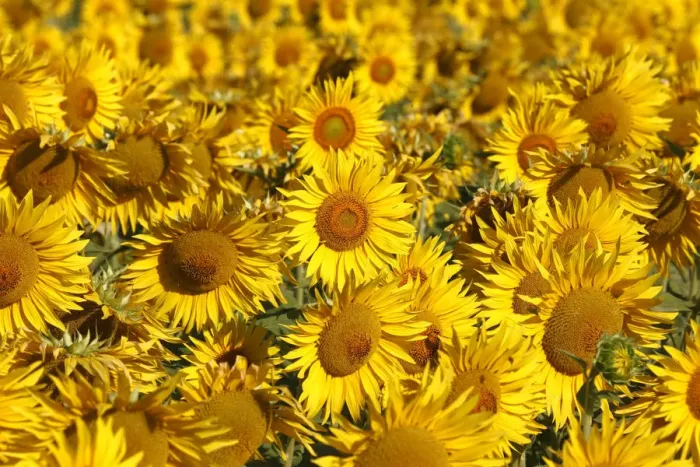 Framed Print : Italy, Tuscany; Field of blooming sunflowers Framed Print : Italy, Tuscany; Field of blooming sunflowers