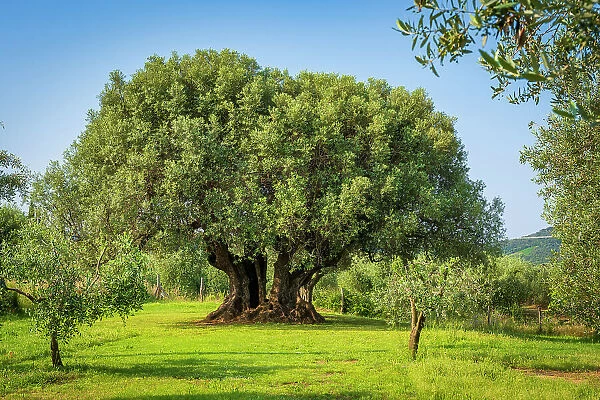 Italy, Tuscany. The giant millenial olive tree at a farmhouse near to Castagneto Carducci