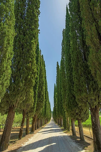 Italy, Tuscany. A long and straight cypress alley near to Castelnuovo Berardenga