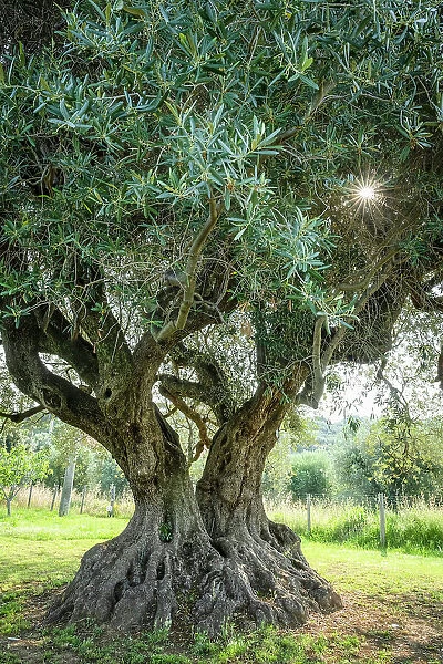 Italy, Tuscany. The old olive tree at a farmhouse near to Castagneto Carducci