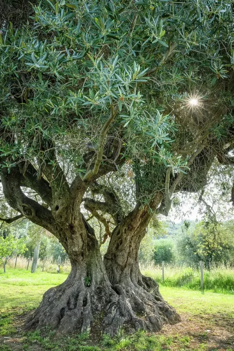 Framed Print : Italy, Tuscany. The old olive tree at a farmhouse near to Castagneto Carducci Framed Print : Italy, Tuscany. The old olive tree at a farmhouse near to Castagneto Carducci