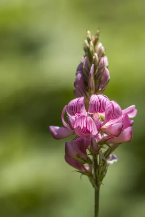 Framed Print : Italy, Tuscany, an orchid in Lunigiana Framed Print : Italy, Tuscany, an orchid in Lunigiana