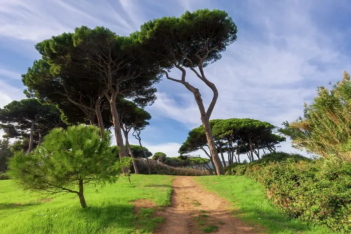 Framed Print : Italy, Tuscany, pine trees, golf of Baratti, near Populonia Framed Print : Italy, Tuscany, pine trees, golf of Baratti, near Populonia