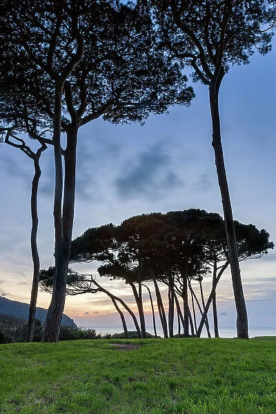 Italy, Tuscany, pine trees, golf of Baratti, near Populonia