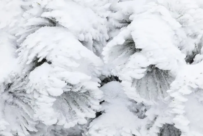 Framed Print : Italy, Tuscany, Plants covered by ice Framed Print : Italy, Tuscany, Plants covered by ice