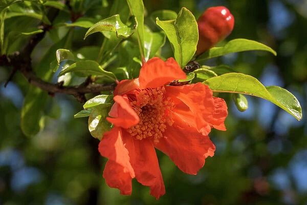 Italy, Tuscany. A pomegranate flower in a tree