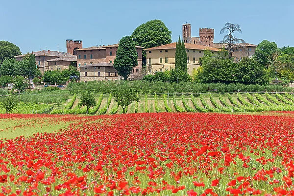 Italy, Tuscany, poppy field, Lucignano d Arbia village