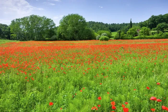Framed Print : Italy, Tuscany, poppy field near Chiusi village Framed Print : Italy, Tuscany, poppy field near Chiusi village